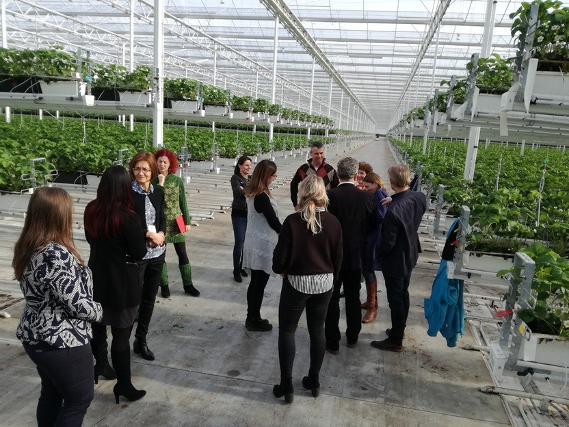 Sklenníky holandského zamestnávateľa - sezónna práca v poľnohospodárstve